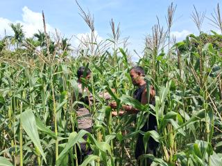 Polsek Rupat Cek Perkembangan Jagung Pipil, Dukung Program Swasembada Pangan Nasional